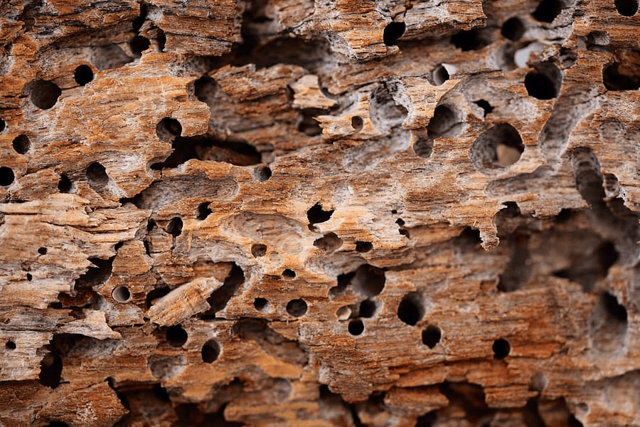 Termites in Austin: How to Identify Early Signs and Protect Your&nbsp;Home